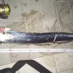 タチウオ&サゴシ