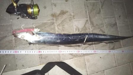 タチウオ&サゴシ