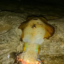 久しぶりの500オーバー