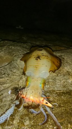 久しぶりの500オーバー