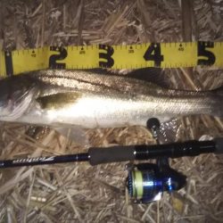 ぶらシーバス！！