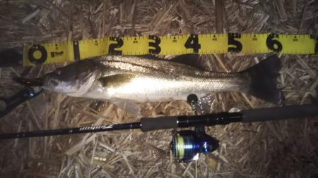 ぶらシーバス！！