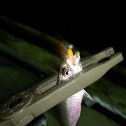 ナイト アジング