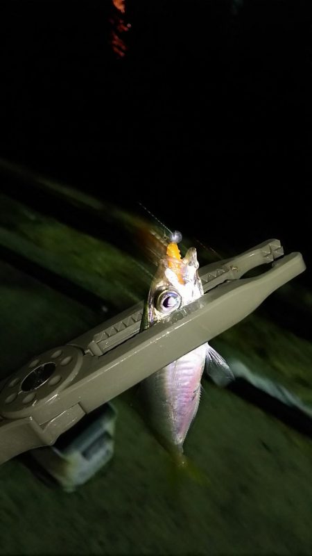 ナイト アジング