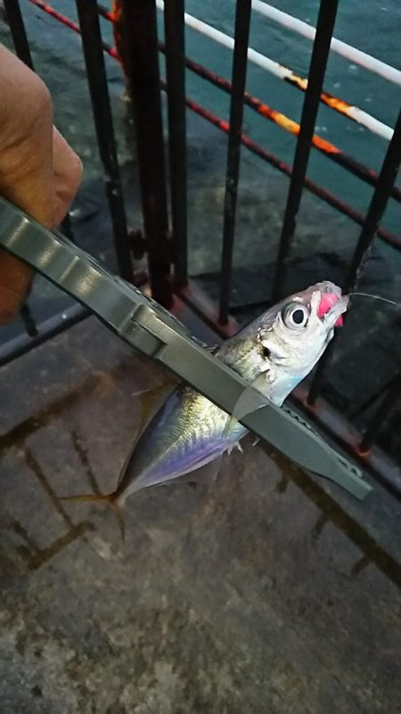 アジ釣り タチウオ釣り