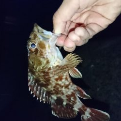 ガシラはナイスサイズ！