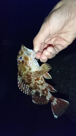 ガシラはナイスサイズ！