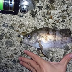 念願のメバリング!