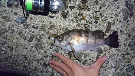 念願のメバリング!