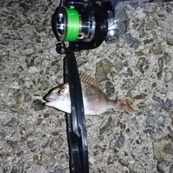 メバリング…メバルはどこに