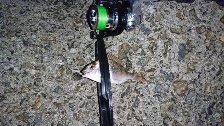 メバリング…メバルはどこに