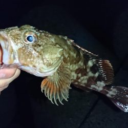 メバル!…よりガシラかな。