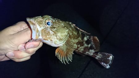 メバル！…よりガシラかな。