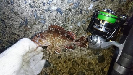 チャリコ地獄でもナイスガッシー！