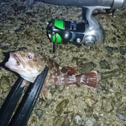 もはやガシリング。