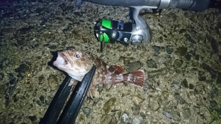 もはやガシリング。