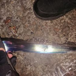 アタリはあるが細いのばっかり