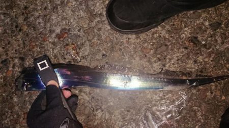 アタリはあるが細いのばっかり