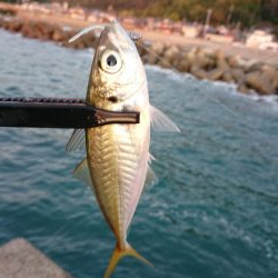 ショートアジング