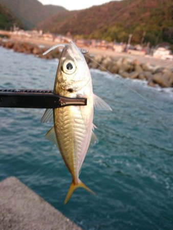 ショートアジング