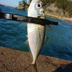 ショートアジング2