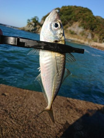 ショートアジング2