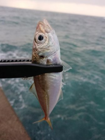 ショートアジング3