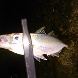 地合いに入れ食い