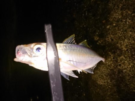 地合いに入れ食い
