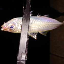 地合いに入れ食い