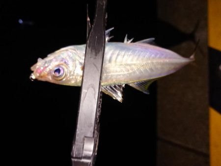 地合いに入れ食い