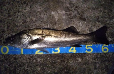 メバルタックルでシーバス