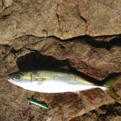 ｾｯﾄｱｯﾊﾟｰ