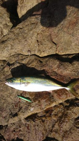 ｾｯﾄｱｯﾊﾟｰ