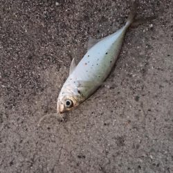 爆風！アジングっ！！