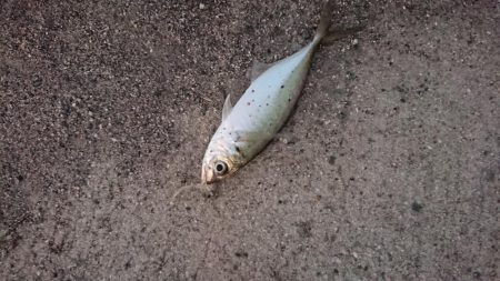 爆風！アジングっ！！