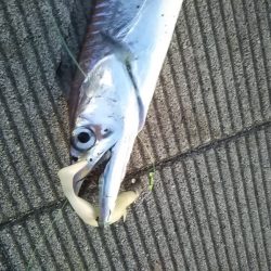 水温が低くなってきましたね