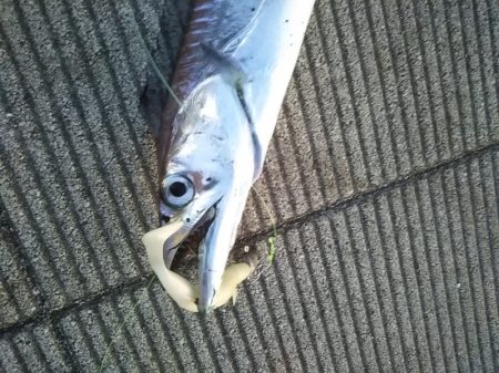 水温が低くなってきましたね