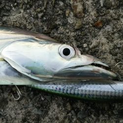 青物不発でなんとかタチウオゲット