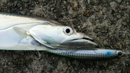 青物不発でなんとかタチウオゲット