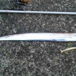 なんとかタチウオゲットなるもナブラ打ち不発