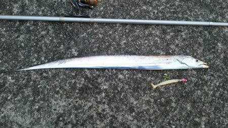 なんとかタチウオゲットなるもナブラ打ち不発