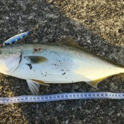 渋い中でハマチ、タチウオ