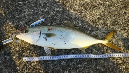 渋い中でハマチ、タチウオ