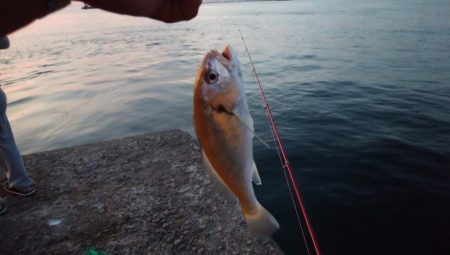 １０時から爆釣の播磨新島釣行