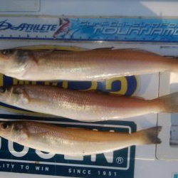 久々の淡路へ落ちギス調査