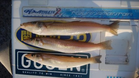 久々の淡路へ落ちギス調査