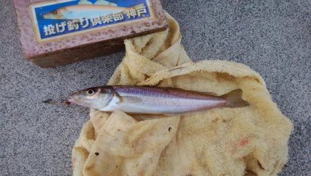 東二見白灯台波止へキス釣査