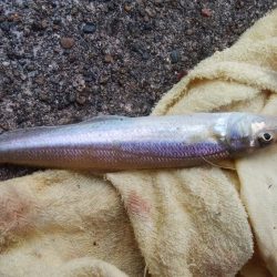 江井ヶ島漁港へ落ちギス釣査