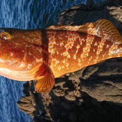 初ロックフィッシュでビギナーズラック！